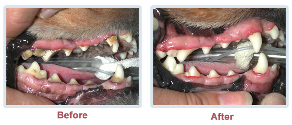 Vet dental shop cleaning near me