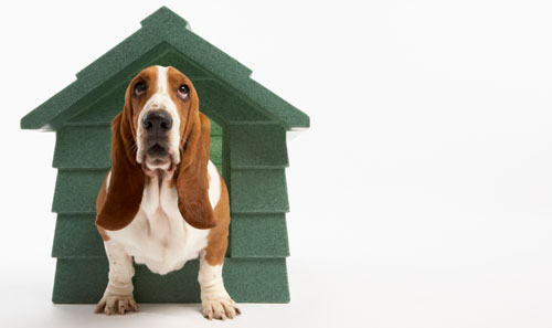 Is A Heated Insulated Dog House Necessary For Winter? - Dr. Marty Pets