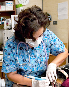 Regular dental cleanings keep your pet healthy
