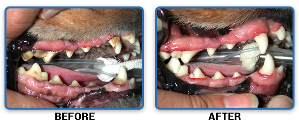 Your Pet's Dental Cleaning