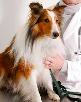 Veterinary Emergency Clinics