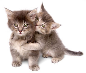 June is Adopt-A-Cat Month