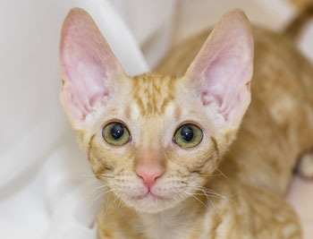 Cornish rex and Devon rex cat breeds