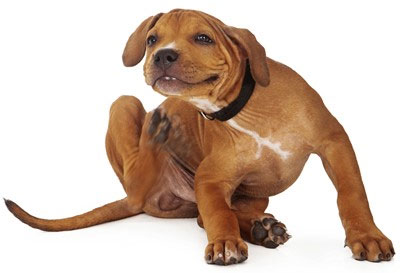 Like humans, animals have allergies.