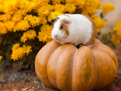 Activities in Autumn With Your Pet