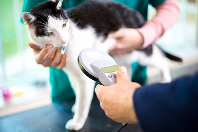 Microchips are a popular method for identifying pets