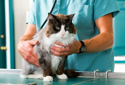 World Veterinary Day is in April