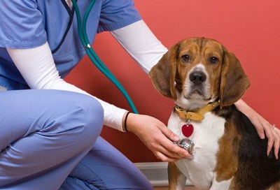 Government agencies from the FDA to state health departments rely on veterinarians
