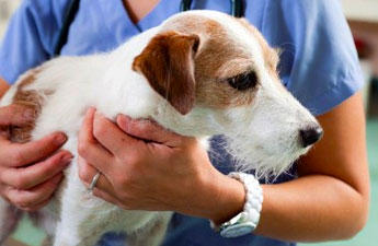 Regular wellness exams keep your pet healthy